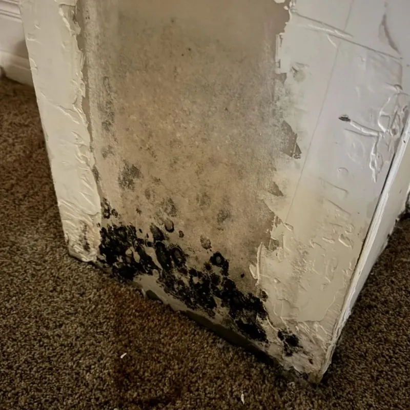 Professional Mold Removal in Pearlington, MS